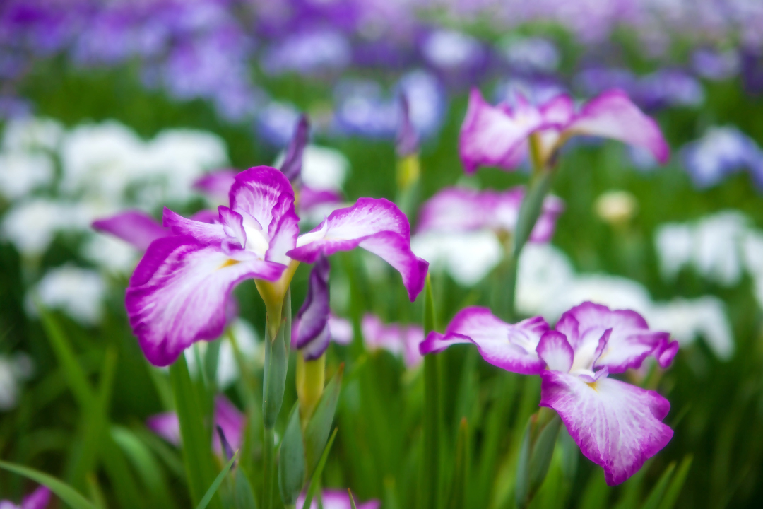 梅雨の花の画像
