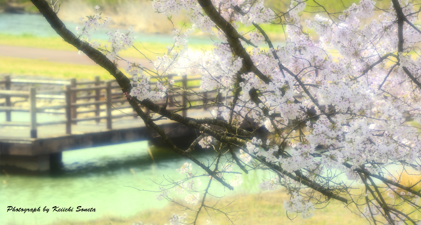 栗駒三迫川河川公園の桜の画像