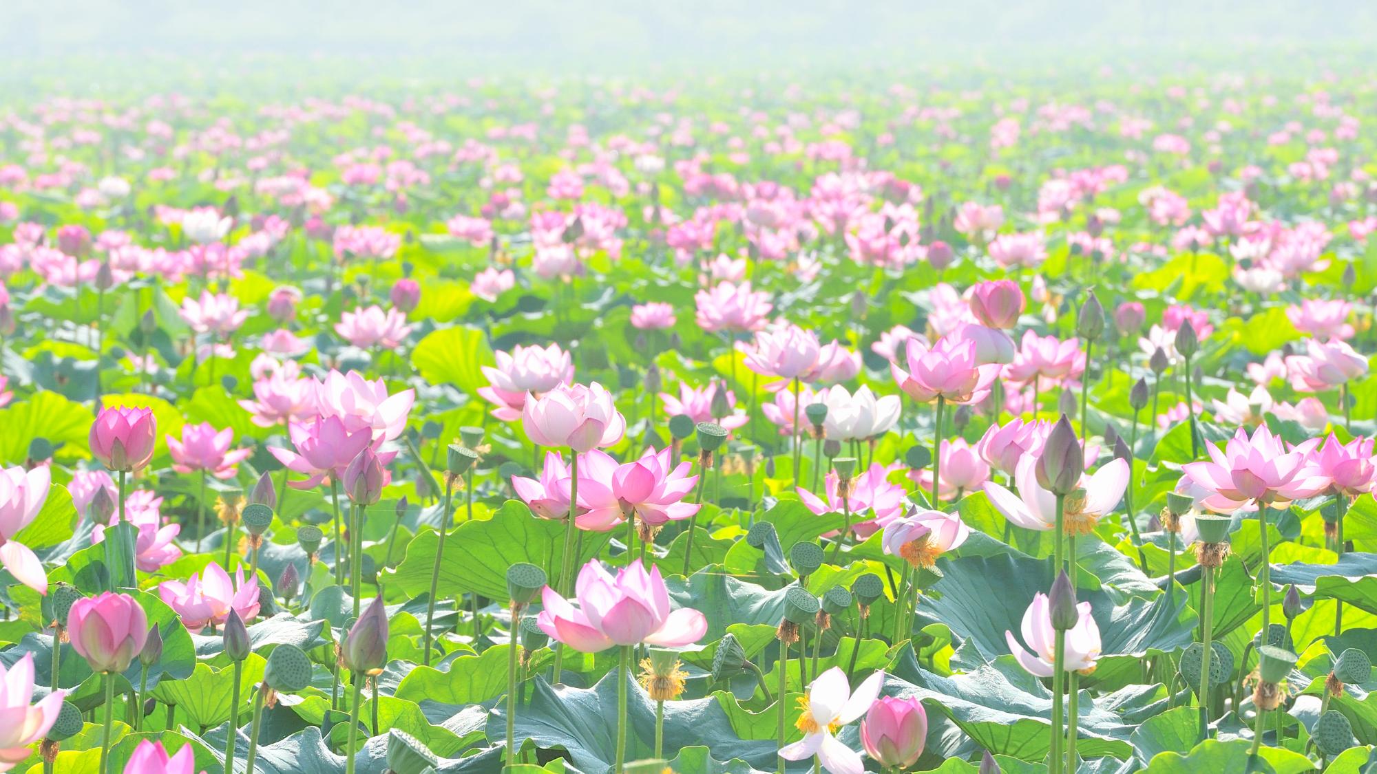 伊豆沼の蓮の画像