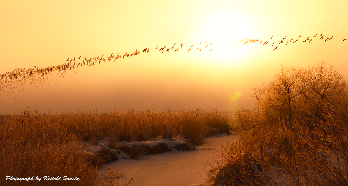 一列になって飛ぶマガンの群れ