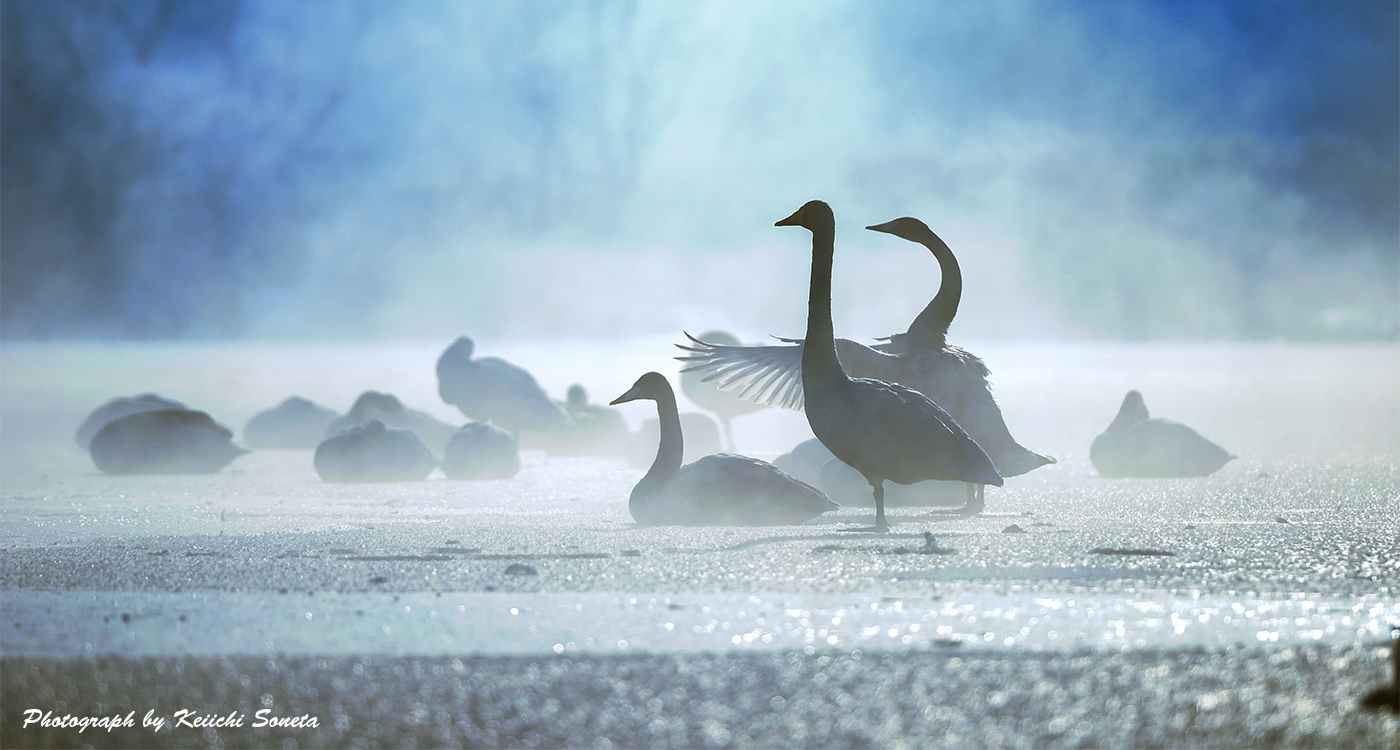 氷上のハクチョウたち