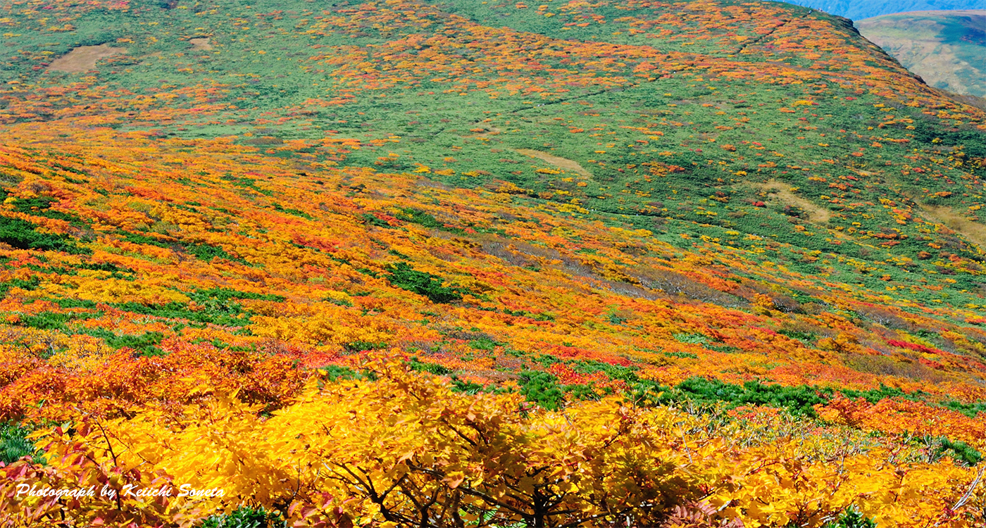 紅葉の栗駒山の画像