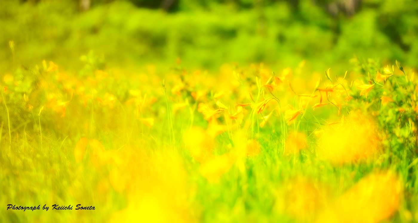 世界谷地原生花園のニッコウキスゲの画像