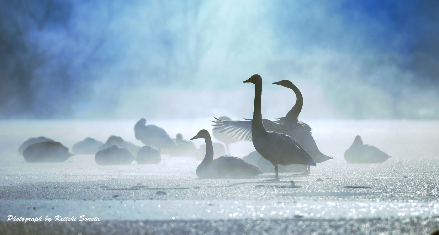 沼で羽を休める白鳥の画像