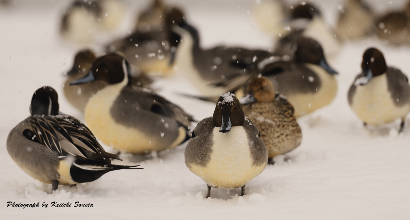 雪景色の田んぼでひと休みするカモの画像