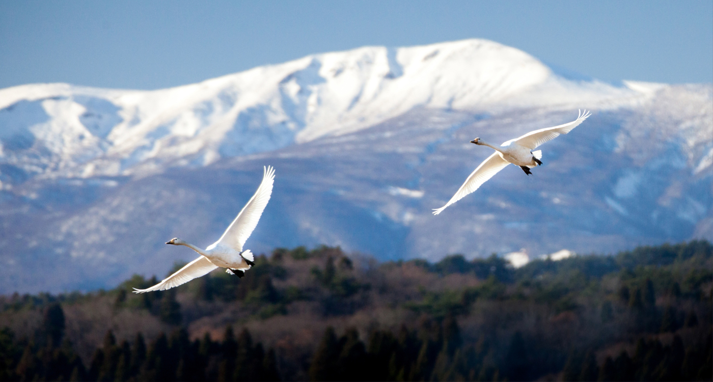 栗駒山を背に飛ぶ白鳥の画像