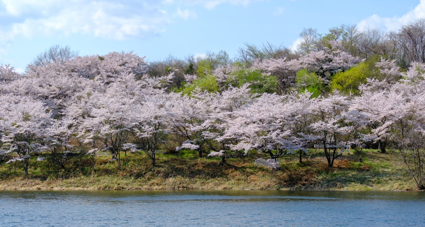 築館地区を彩る満開の桜の画像