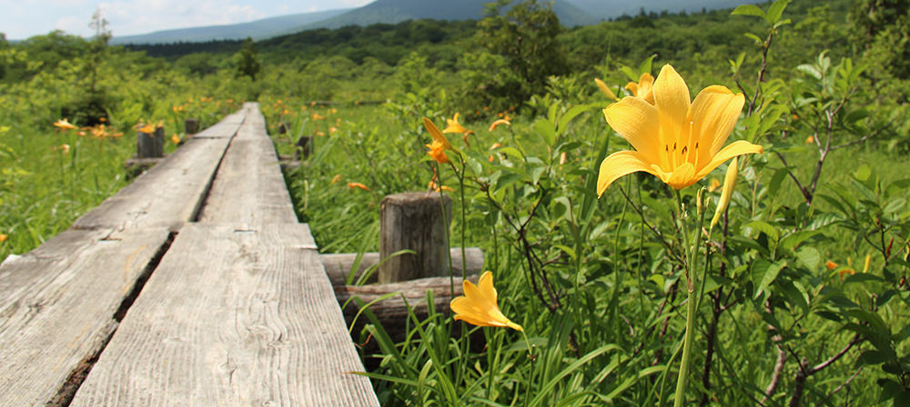 栗原市の花ニッコウキスゲ（方言名：カンゾウ）