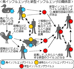 新型インフルエンザの解説イラスト