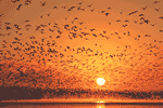 写真：将来像1のイメージ、朝焼け空に飛び立つマガンの群れ