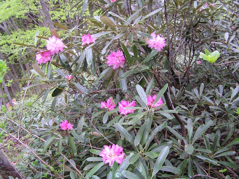 花山のアズマシャクナゲ自生北限地帯