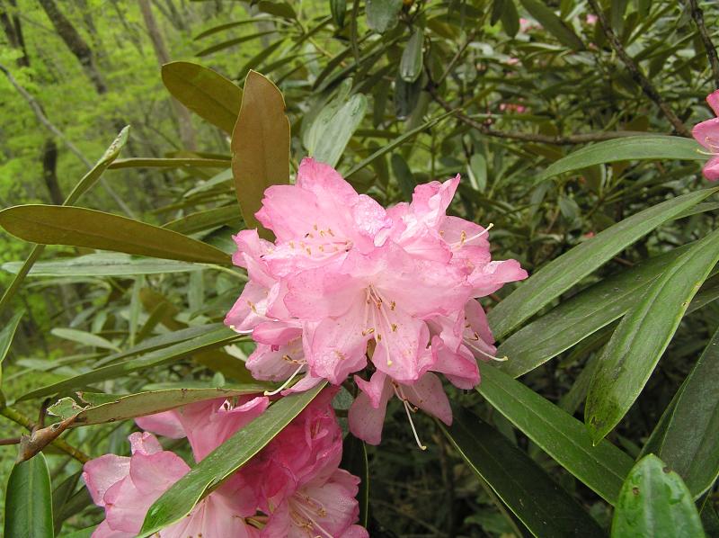 花山のアズマシャクナゲ自生北限地帯