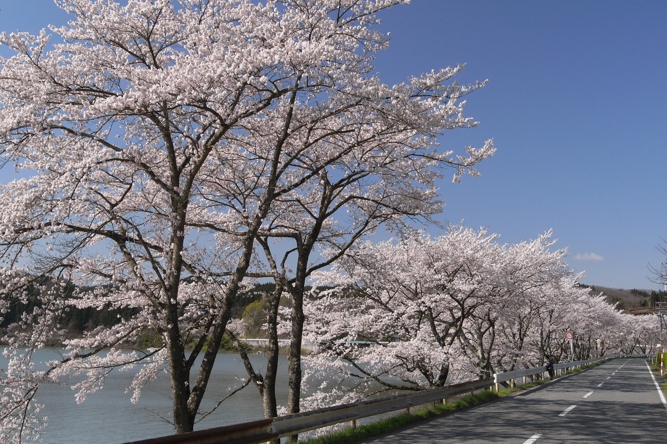 桜